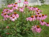 Coneflower, Coneflower Est (Echinacea) roz, caracteristici, fotografie