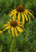Садовыя Кветкі Эхінацея, Echinacea фота, характарыстыка жоўты