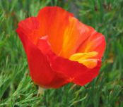 California Poppy (Eschscholzia californica) rood, karakteristieken, foto