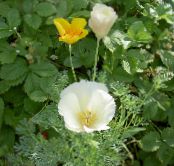 Dārza Ziedi California Magoņu, Eschscholzia californica foto, raksturlielumi balts