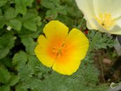 Hage Blomster California Poppy, Eschscholzia californica bilde, kjennetegn orange