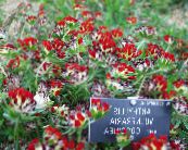 Vrtne Cvjetovi Bubrega Grahorice, Lady Prsti, Anthyllis foto, karakteristike crvena
