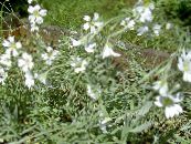Flores do Jardim Neve-Em-Verão, Cerastium foto, características branco