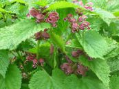 Have Blomster Lamium, Døde Brændenælde foto, egenskaber pink
