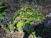 ბაღის ყვავილები Lamium, მკვდარი ჭინჭრის ფოტო, მახასიათებლები იასამნისფერი
