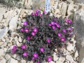 Hardy Ice Plant (Delosperma) purple, characteristics, photo