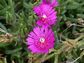 Plantă Gheață Hardy (Delosperma) roz, caracteristici, fotografie