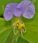 Ден Цвете, Spiderwort, Вдовици Сълзи (Commelina) люляк, характеристики, снимка