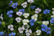 Nap Virág, Spiderwort, Özvegyek Könnyek (Commelina) fehér, jellemzők, fénykép