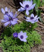 Hage Blomster Krone Windfower, Grecian Windflower, Poppy Anemone, Anemone coronaria bilde, kjennetegn lyse blå