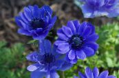 Kóróna Windfower, Grecian Windflower, Poppy Anemone (Anemone coronaria) blár, einkenni, mynd