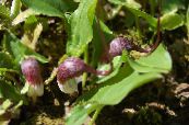 Садові Квіти Арізарум (Мишині Хвостики), Arisarum proboscideum фото, характеристика бордовий