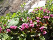 I fiori da giardino Soldanelloides Schizocodon, Schizocodon soldanelloides foto, caratteristiche rosa