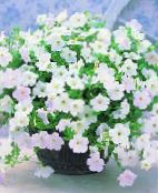 Ogrodowe Kwiaty Fortuna (Petunie Hybrydowe), Petunia x hybrida Fortunia zdjęcie, charakterystyka biały