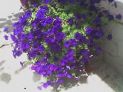 Ogrodowe Kwiaty Fortuna (Petunie Hybrydowe), Petunia x hybrida Fortunia zdjęcie, charakterystyka niebieski