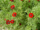 庭の花 アドニス, Adonis amurensis フォト, 特性 赤