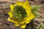 Záhradné kvety Adonis, Adonis amurensis fotografie, vlastnosti žltá