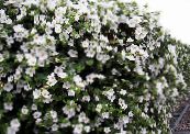 Vrtno Cvetje Bacopa (Sutera) fotografija, značilnosti bela