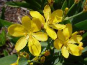 Zahradní květiny Blackberry Lily, Leopard Lilie, Belamcanda chinensis fotografie, charakteristiky žlutý