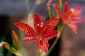 Zahradní květiny Blackberry Lily, Leopard Lilie, Belamcanda chinensis fotografie, charakteristiky červená