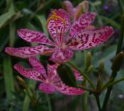 Záhradné kvety Blackberry Lily, Leopard Ľalia, Belamcanda chinensis fotografie, vlastnosti orgován