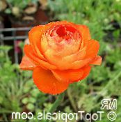 Ranunculus, Farsça Çiçeği, Türban Çiçeği, Farsça Crowfoot (Ranunculus asiaticus) turuncu, özellikleri, fotoğraf