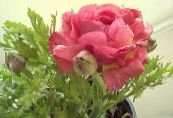  Ranunculus, Persian Smørblomst, Turban Smørblomst, Persian Crowfoot, Ranunculus asiaticus bilde, kjennetegn rosa