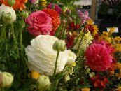 Bahçe çiçekleri Ranunculus, Farsça Çiçeği, Türban Çiçeği, Farsça Crowfoot, Ranunculus asiaticus fotoğraf, özellikleri beyaz