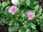 Ranúnculo, Ranúnculo Persa, Ranúnculo Turbante, Crowfoot Persa (Ranunculus asiaticus) lila, características, foto