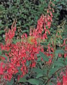 les fleurs du jardin Cape Fuchsia, Phygelius capensis photo, les caractéristiques rouge