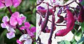 Záhradné kvety Ruby Žiara Hyacint Bean, Dolichos lablab, Lablab purpureus fotografie, vlastnosti ružová