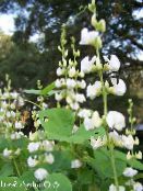 Flores de jardín Rubí Jacinto Resplandor Frijol, Dolichos lablab, Lablab purpureus foto, características blanco
