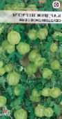 Trädgårdsblommor Ballong Vinstockar, Kärlek I En Puff, Heartseed, Cardiospermum halicacabum foto, egenskaper vit