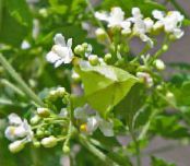 Садовые цветы Кардиоспермум, Cardiospermum halicacabum фото, характеристика белый