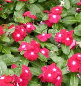 Flores de jardín Rosa Bígaro, Jazmín Cayena, Madagascar Bígaro, Solterona, Vinca, Catharanthus roseus = Vinca rosea foto, características rojo