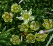 Sandwort (Minuartia) grønn, kjennetegn, bilde