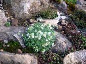 I fiori da giardino Roccia Crescione, Arabis foto, caratteristiche bianco