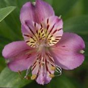 Alstroemeria, Peruvian Lily, Lily Inkanna  lilac, einkenni, mynd