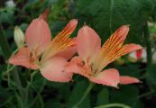 Alstroemeria, Peruvian Lily, Lily Inkanna  bleikur, einkenni, mynd