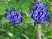 Aed Lilled Sarvedega Rampion, Phyteuma foto, omadused sinine