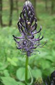 Ogrodowe Kwiaty Kolnik, Phyteuma zdjęcie, charakterystyka czarny