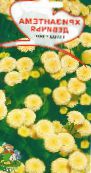 Trädgårdsblommor Mattram, Matricaria parthenium (Tanacetum parthenium) foto, egenskaper gul