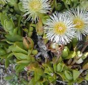 Garður blóm Ís Planta, Mesembryanthemum crystallinum mynd, einkenni hvítur