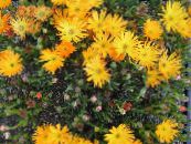 Bláthanna Gairdín Gléasra Oighir, Mesembryanthemum crystallinum grianghraf, saintréithe oráiste