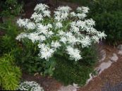 Градински цветове Сняг По-На-Планина, Euphorbia marginata снимка, характеристики бял
