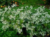 Градински цветове Сняг По-На-Планина, Euphorbia marginata снимка, характеристики бял