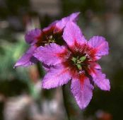 Garden Flowers Glory Of The Sun, Leucocoryne photo, characteristics pink