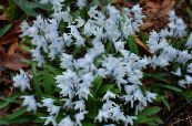 Ogrodowe Kwiaty Puszkina, Puschkinia zdjęcie, charakterystyka jasnoniebieski