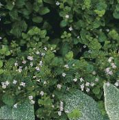 Градински цветове Малка Calamint, Calamintha снимка, характеристики люляк