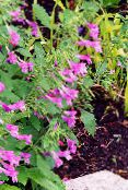 庭の花 少ないカラミント, Calamintha フォト, 特性 ピンク